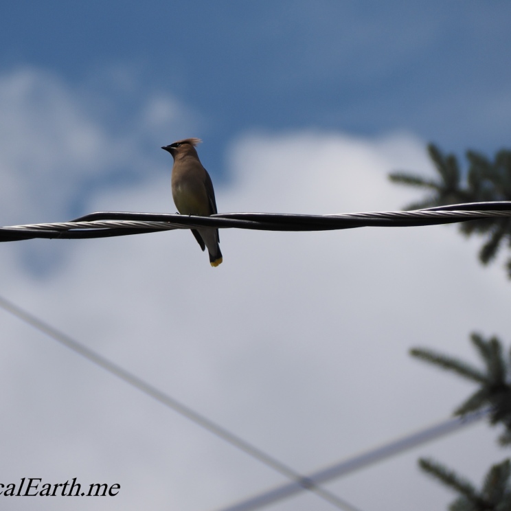 Cedar Waxwing with wires and spruce McCall, Idaho U.S.A.