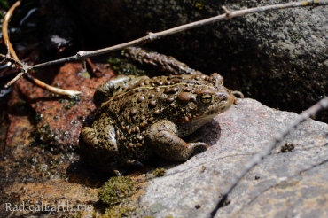 A Western Toad on the Wind River